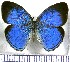  (Caeruleuptychia coelica - JFDA1316)  @11 [ ] by-nc-sa (2024) Jean F. Le Crom Jean F. Le Crom