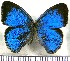  (Caeruleuptychia lobelia - JFDA1319)  @11 [ ] by-nc-sa (2024) Jean F. Le Crom Jean F. Le Crom