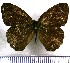  (Splendeuptychia purusana - JFDA1334)  @11 [ ] by-nc-sa (2024) Jean F. Le Crom Jean F. Le Crom