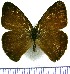  (Hermeuptychia pimpla - JFDA1365)  @11 [ ] by-nc-sa (2024) Jean F. Le Crom Jean F. Le Crom