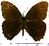  (Taygetis cleopatra - JFDA1466)  @11 [ ] by-nc-sa (2025) Jean F. Le Crom Jean F. Le Crom