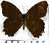  ( - JFDA1482)  @11 [ ] by-nc-sa (2025) Jean F. Le Crom Jean F. Le Crom
