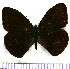 (Forsterinaria guaniloi - JFDA1507)  @11 [ ] by-nc-sa (2025) Jean F. Le Crom Jean F. Le Crom