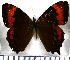  (Lasiophila regia - JFDA1535)  @11 [ ] by-nc-sa (2025) Jean F. Le Crom Jean F. Le Crom