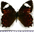  (Lasiophila prosymna - JFDA1544)  @11 [ ] by-nc-sa (2025) Jean F. Le Crom Jean F. Le Crom
