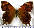  ( - JFDA1546)  @11 [ ] by-nc-sa (2025) Jean F. Le Crom Jean F. Le Crom