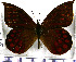 (Apexacuta - JFDA1555)  @11 [ ] by-nc-sa (2025) Jean F. Le Crom Jean F. Le Crom