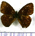  (Manerebia inderena - JFDA1581)  @11 [ ] by-nc-sa (2025) Jean F. Le Crom Jean F. Le Crom