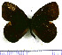  (Manerebia germaniae - JFDA1583)  @11 [ ] by-nc-sa (2025) Jean F. Le Crom Jean F. Le Crom
