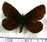 (Idioneurula eremita - JFDA1600)  @11 [ ] by-nc-sa (2025) Jean F. Le Crom Jean F. Le Crom