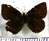  (Idioneurula donegani - JFDA1602)  @11 [ ] by-nc-sa (2025) Jean F. Le Crom Jean F. Le Crom