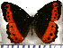  (Oxeoschistus protogenia - JFDA1649)  @11 [ ] by-nc-sa (2025) Jean F. Le Crom Jean F. Le Crom