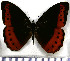  (Oxeoschistus isolda - JFDA1652)  @11 [ ] by-nc-sa (2025) Jean F. Le Crom Jean F. Le Crom