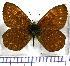  (Redonda empetrus - JFDA1710)  @11 [ ] by-nc-sa (2025) Jean F. Le Crom Jean F. Le Crom
