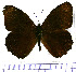  (Pseudomaniola ilsa - JFDA1722)  @11 [ ] by-nc-sa (2025) Jean F. Le Crom Jean F. Le Crom