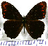  (Catargynnis phaselis - JFDA1724)  @11 [ ] by-nc-sa (2025) Jean F. Le Crom Jean F. Le Crom