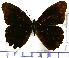  (Pseudomaniola phaselis argyritis - JFDA1725)  @11 [ ] by-nc-sa (2025) Jean F. Le Crom Jean F. Le Crom