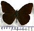  (Catargynnis asuba - JFDA1727)  @11 [ ] by-nc-sa (2025) Jean F. Le Crom Jean F. Le Crom