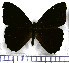  (Catargynnis - JFDA1728)  @11 [ ] by-nc-sa (2025) Jean F. Le Crom Jean F. Le Crom