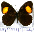  (Physcopedaliodes physcoa micromaculata - JFDA1743)  @11 [ ] by-nc-sa (2025) Jean F. Le Crom Jean F. Le Crom