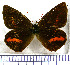  (Neopedaliodes chingazaensis - JFDA1748)  @11 [ ] by-nc-sa (2025) Jean F. Le Crom Jean F. Le Crom