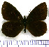  (Neopedaliodes - JFDA1750)  @11 [ ] by-nc-sa (2025) Jean F. Le Crom Jean F. Le Crom