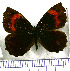  (Neopedaliodes - JFDA1751)  @11 [ ] by-nc-sa (2025) Jean F. Le Crom Jean F. Le Crom