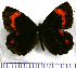  (Neopedaliodes phoenicusa - JFDA1753)  @11 [ ] by-nc-sa (2025) Jean F. Le Crom Jean F. Le Crom