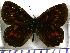  (Neopedaliodes yeyo - JFDA1754)  @11 [ ] by-nc-sa (2025) Jean F. Le Crom Jean F. Le Crom