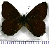  (Panyapedaliodes silpa - JFDA1756)  @11 [ ] by-nc-sa (2025) Jean F. Le Crom Jean F. Le Crom