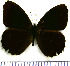  (Pedaliodes japhleta - JFDA1769)  @11 [ ] by-nc-sa (2025) Jean F. Le Crom Jean F. Le Crom