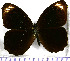  (Pedaliodes pelinaea - JFDA1770)  @11 [ ] by-nc-sa (2025) Jean F. Le Crom Jean F. Le Crom