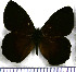  (Pedaliodes fassli - JFDA1772)  @11 [ ] by-nc-sa (2025) Jean F. Le Crom Jean F. Le Crom