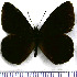  (Pedaliodes arnotti - JFDA1773)  @11 [ ] by-nc-sa (2025) Jean F. Le Crom Jean F. Le Crom