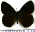  (Pedaliodes pactyes - JFDA1779)  @11 [ ] by-nc-sa (2025) Jean F. Le Crom Jean F. Le Crom