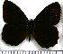  (Pedaliodes prytanis - JFDA1781)  @11 [ ] by-nc-sa (2025) Jean F. Le Crom Jean F. Le Crom