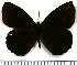  (Pedaliodes morenoi - JFDA1783)  @11 [ ] by-nc-sa (2025) Jean F. Le Crom Jean F. Le Crom