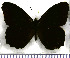  (Pedaliodes piletha - JFDA1784)  @11 [ ] by-nc-sa (2025) Jean F. Le Crom Jean F. Le Crom