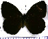  (Pedaliodes cebolleta - JFDA1799)  @11 [ ] by-nc-sa (2025) Jean F. Le Crom Jean F. Le Crom