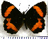  (Pedaliodes pelinna - JFDA1806)  @11 [ ] by-nc-sa (2025) Jean F. Le Crom Jean F. Le Crom