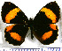  (Pedaliodes alusana - JFDA1807)  @11 [ ] by-nc-sa (2025) Jean F. Le Crom Jean F. Le Crom