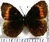  (Pedaliodes ornata - JFDA1816)  @11 [ ] by-nc-sa (2025) Jean F. Le Crom Jean F. Le Crom