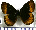  (Pedaliodes fuscata - JFDA1821)  @11 [ ] by-nc-sa (2025) Jean F. Le Crom Jean F. Le Crom