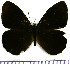  (Pedaliodes pimienta - JFDA1829)  @11 [ ] by-nc-sa (2025) Jean F. Le Crom Jean F. Le Crom