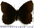  (Pedaliodes phrasicla - JFDA1835)  @11 [ ] by-nc-sa (2025) Jean F. Le Crom Jean F. Le Crom