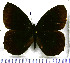  (Pedaliodes pausia - JFDA1847)  @11 [ ] by-nc-sa (2025) Jean F. Le Crom Jean F. Le Crom