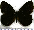  (Pedaliodes asconia - JFDA1848)  @11 [ ] by-nc-sa (2025) Jean F. Le Crom Jean F. Le Crom