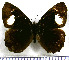  (Pedaliodes pylas - JFDA1875)  @11 [ ] by-nc-sa (2025) Jean F. Le Crom Jean F. Le Crom
