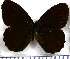  (Pedaliodes perisades - JFDA1881)  @11 [ ] by-nc-sa (2025) Jean F. Le Crom Jean F. Le Crom