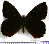  (Pedaliodes phanoclea - JFDA1882)  @11 [ ] by-nc-sa (2025) Jean F. Le Crom Jean F. Le Crom